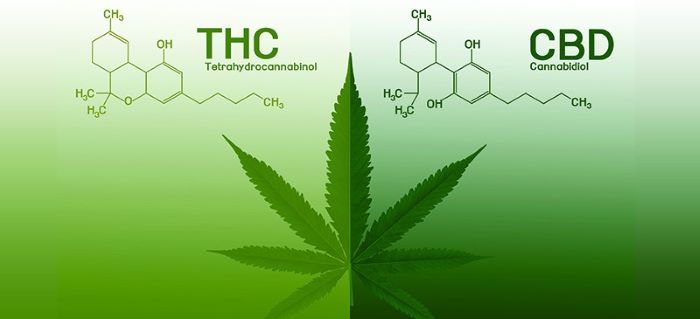 THC vs. CBD